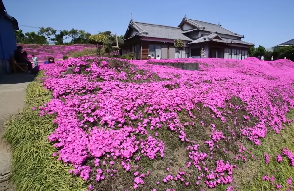 shibazakura flowers japan