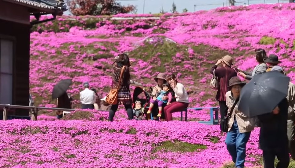 shibazakura tourist attraction