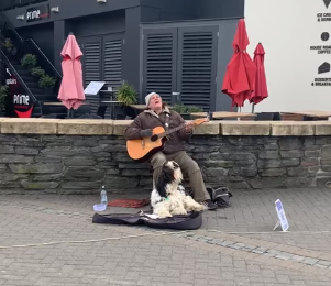 dog street performer nz