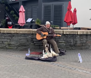 dog street performer nz