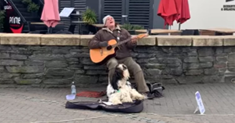 singing sheepdog