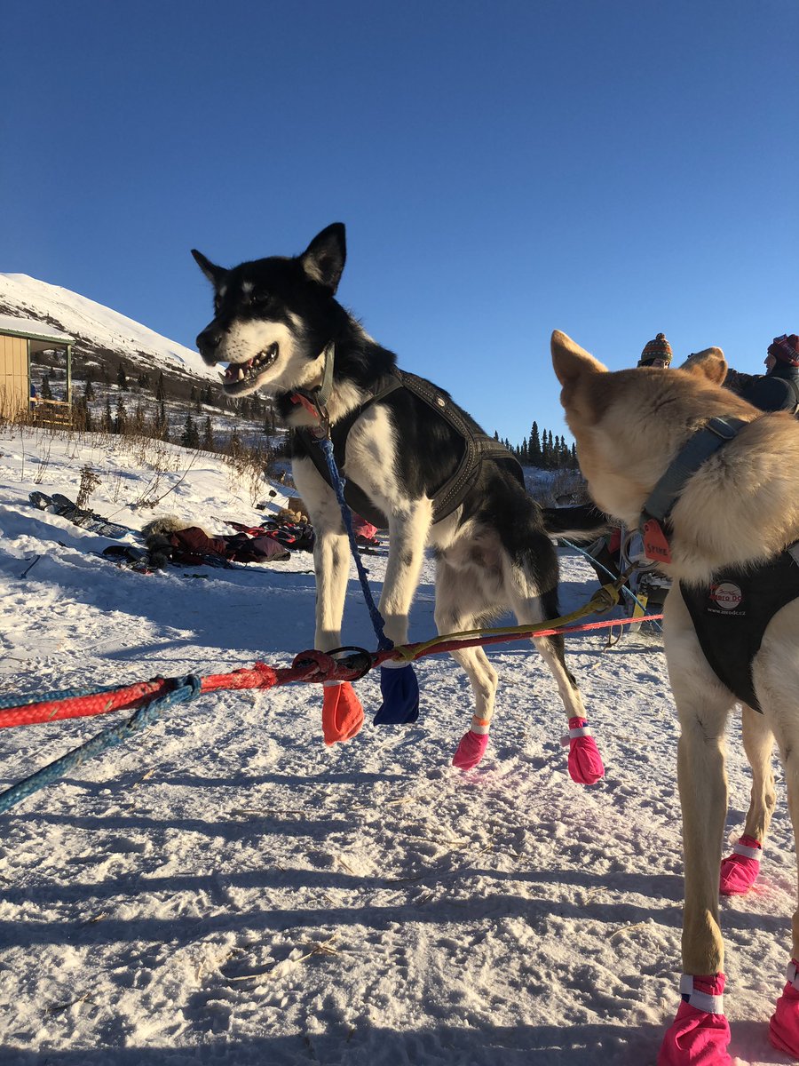 sled dogs