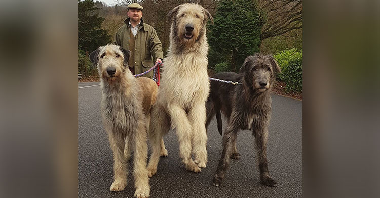 irish wolfhounds