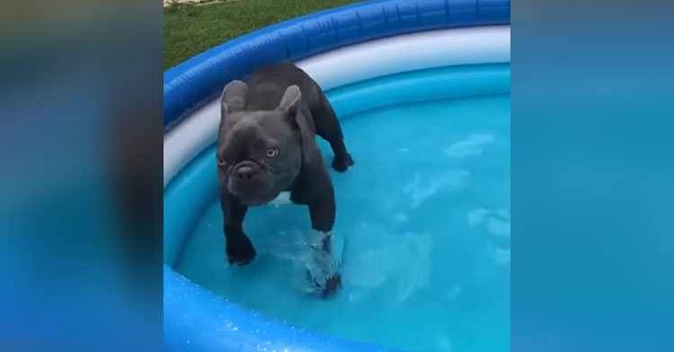 jude the bulldog pool