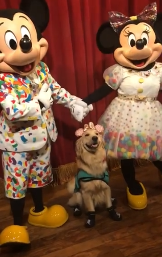 nala meets mickey and minnie