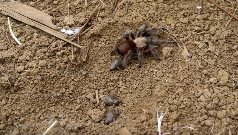 tarantula and frogs