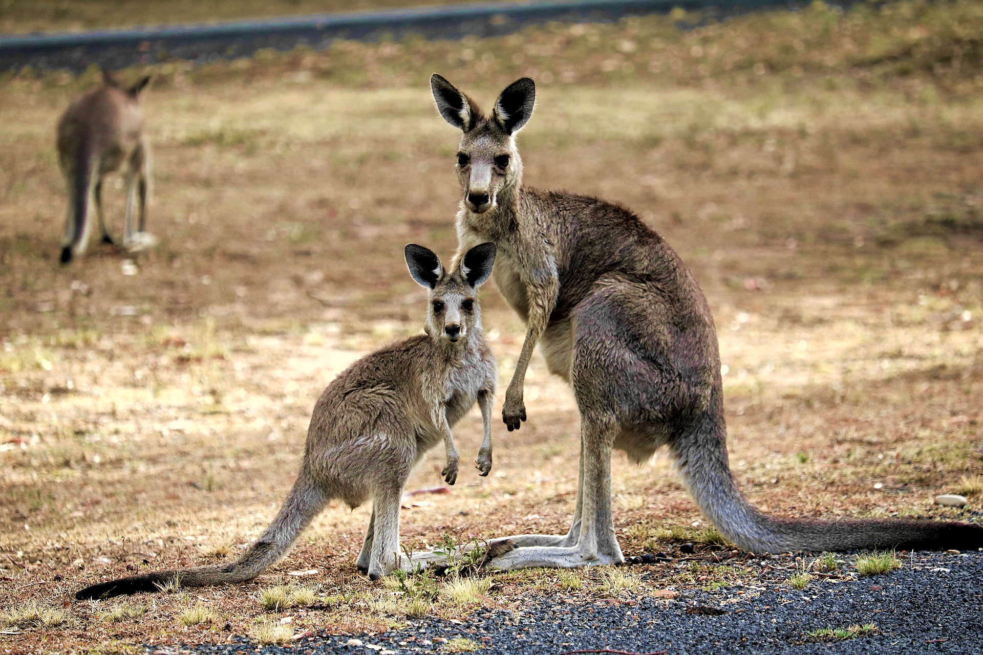 kangaroos