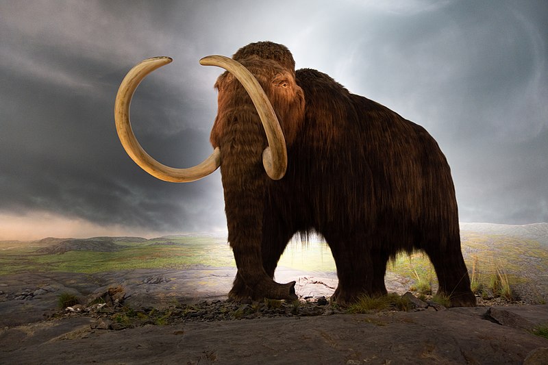 woolly mammoth