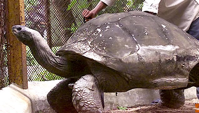 Adwaita giant tortoise