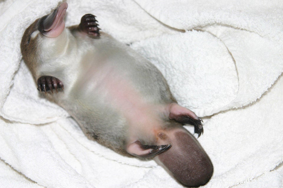 platypus