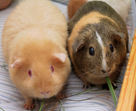 guinea pigs