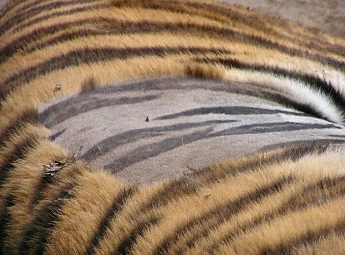 tiger striped skin