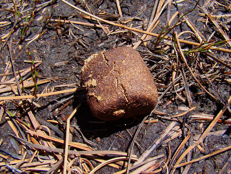 wombat poop