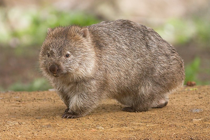 wombat