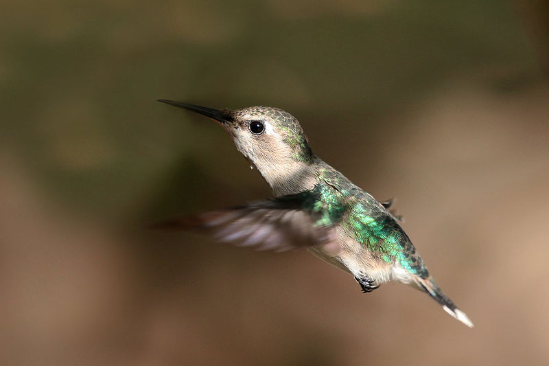 bee hummingbird