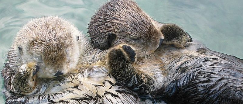 sea otters