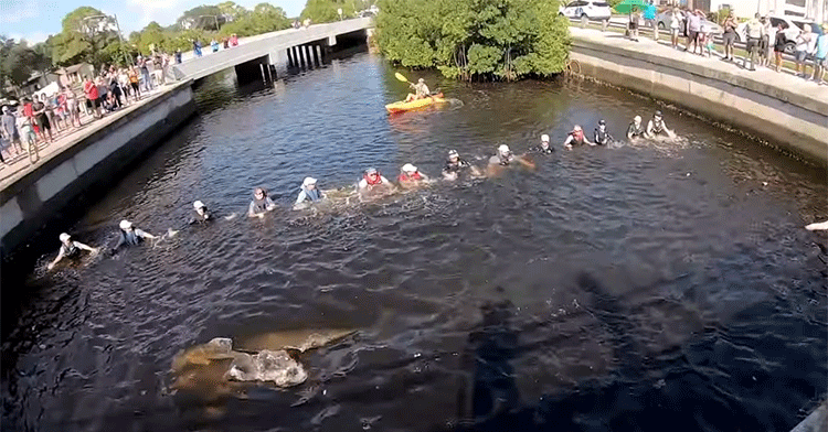 dolphin rescue