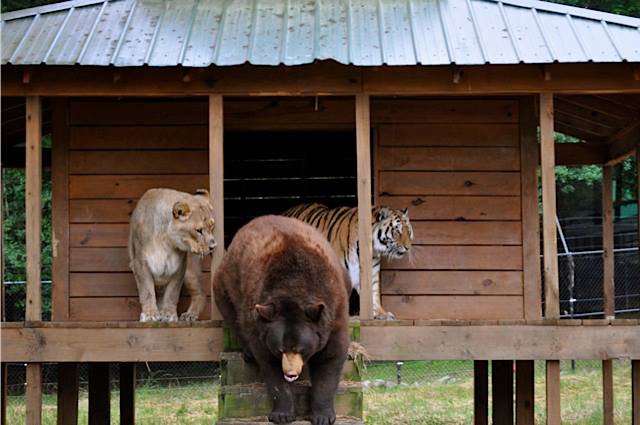 baloo leo and shere khan