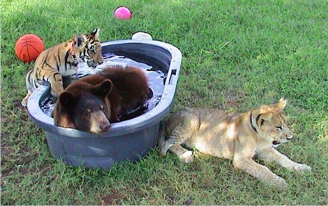 baloo leo and shere khan as cubs