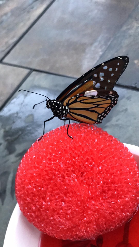 butterfly wing transplant