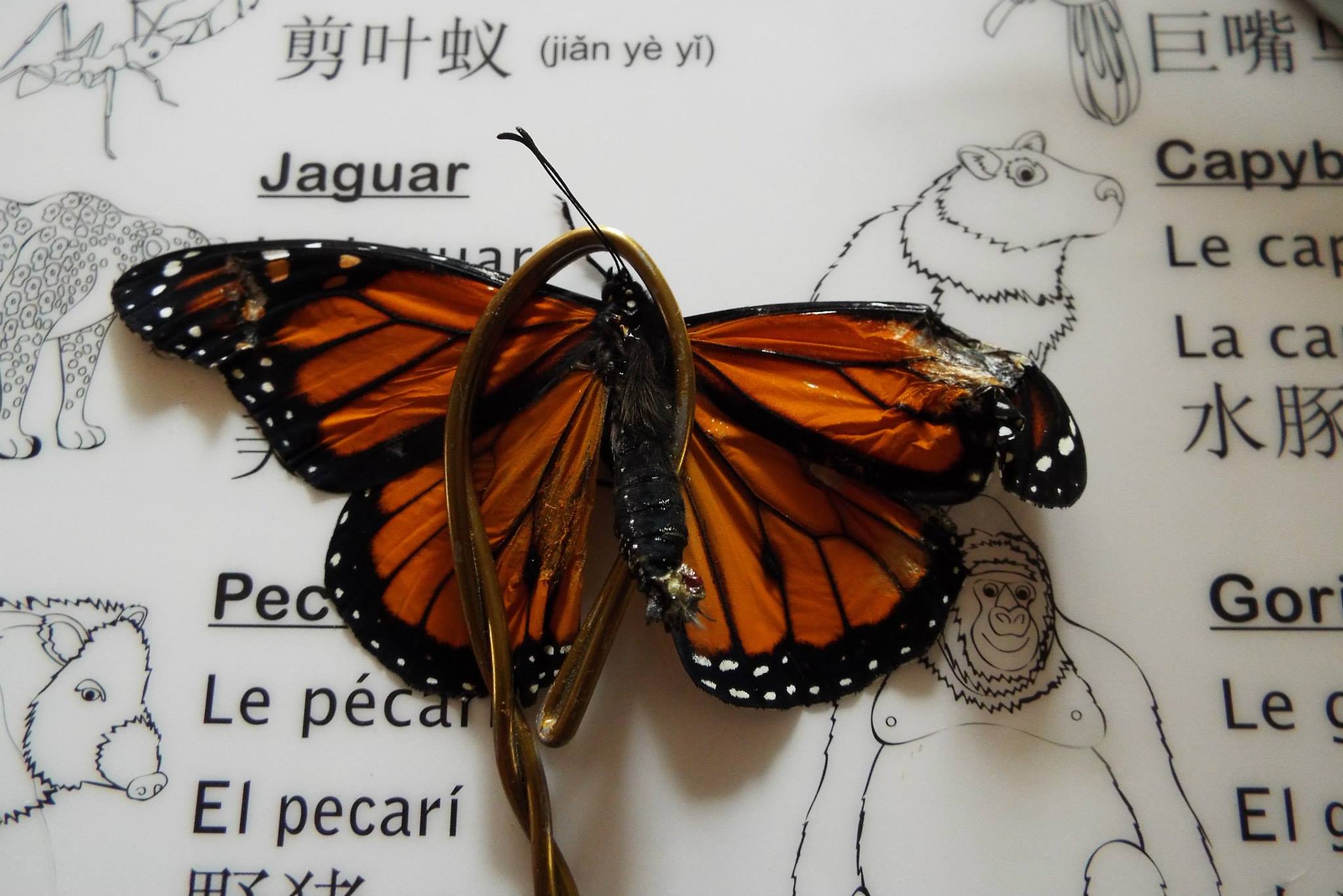 butterfly wing transplant