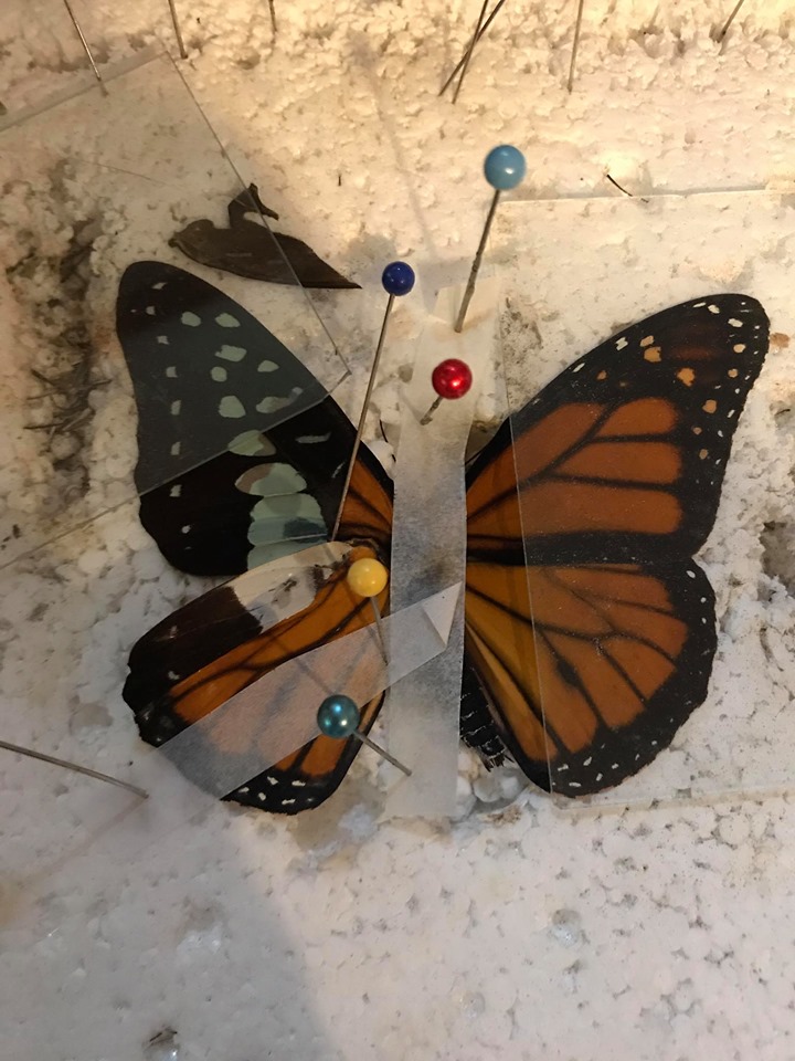 butterfly wing transplant