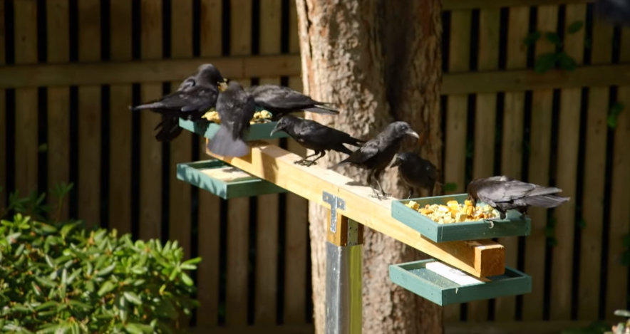crows at feeder