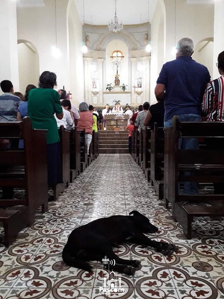 dog in church