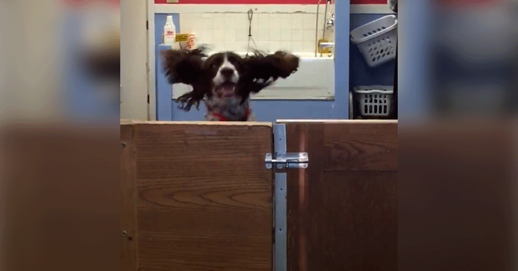 dog at daycare