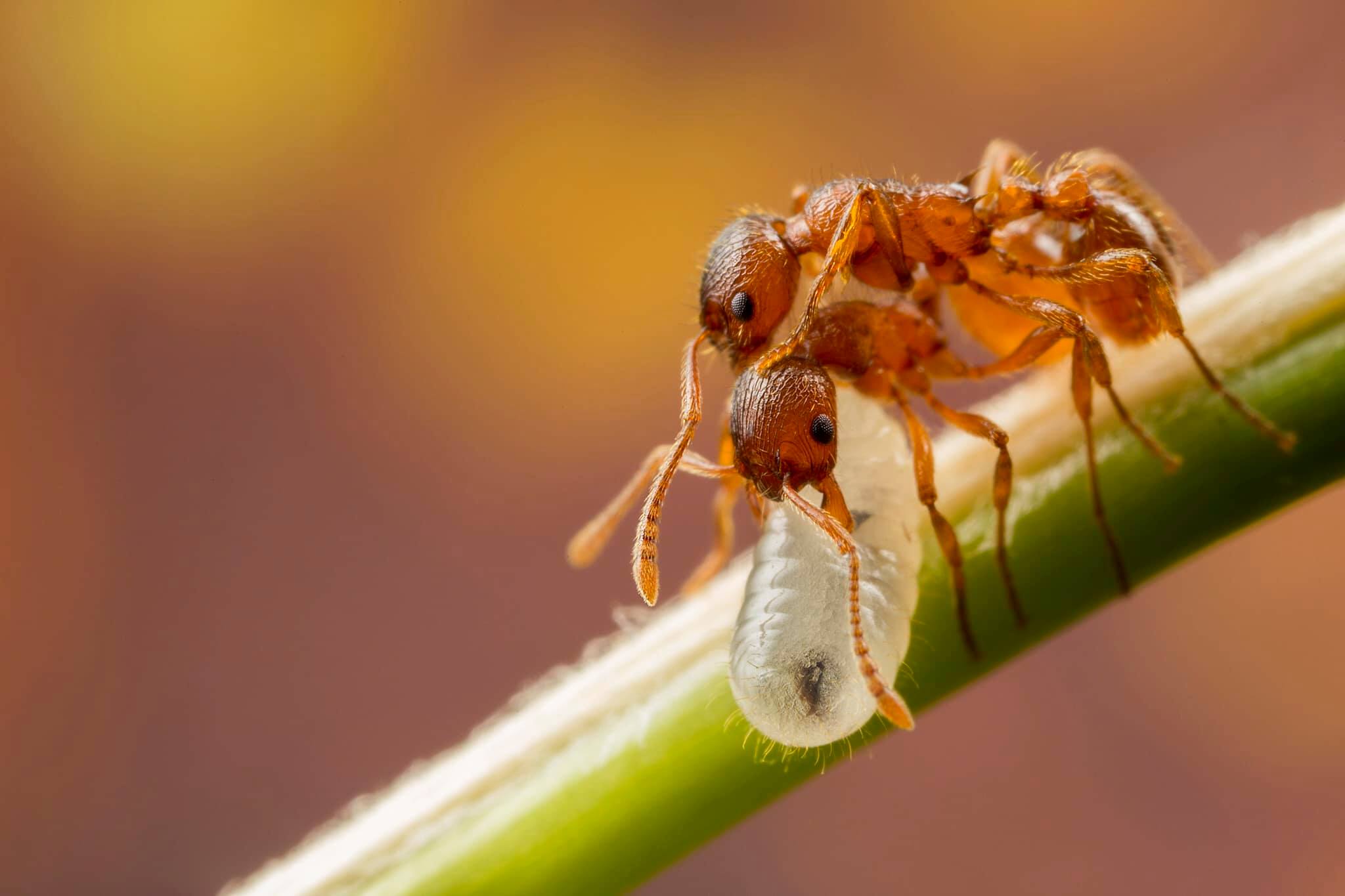 matt doogue insect photo