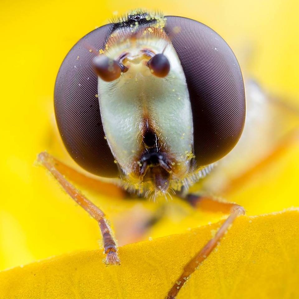 matt doogue insect photo