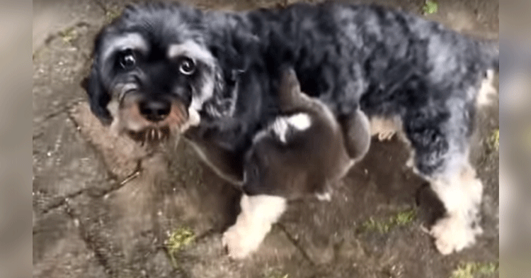 dog and koala