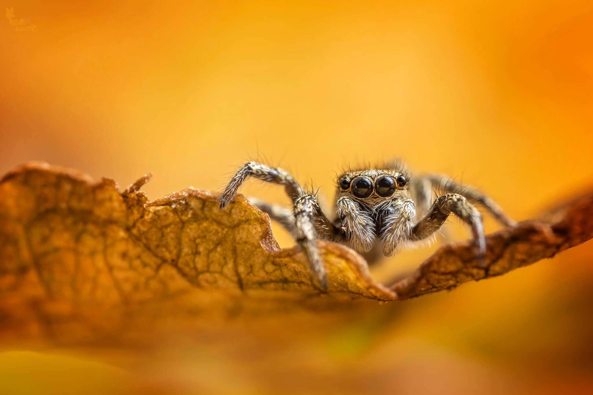 matt doogue spider photo