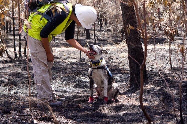 bear the koala detecting dog