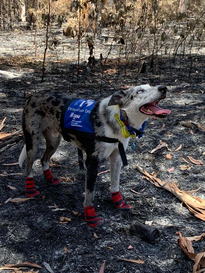 bear the koala detecting dog