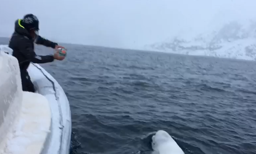 beluga whale plays fetch