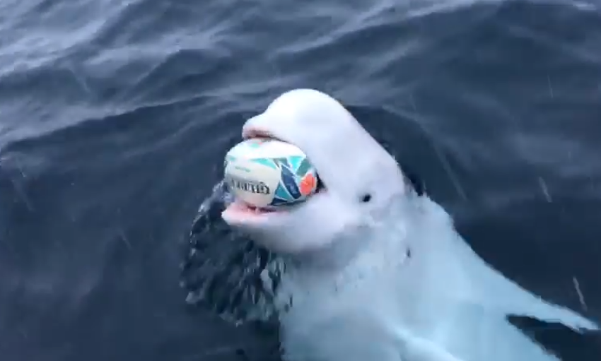 beluga whale plays fetch