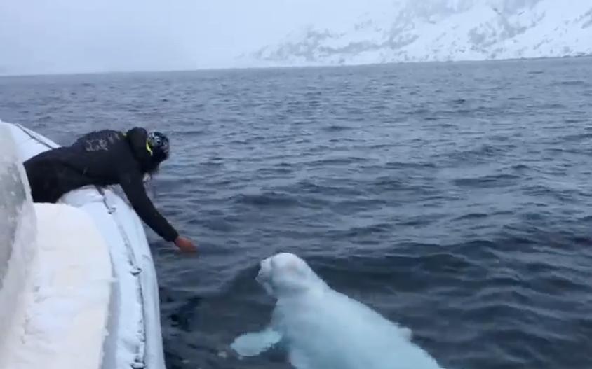 beluga whale plays fetch