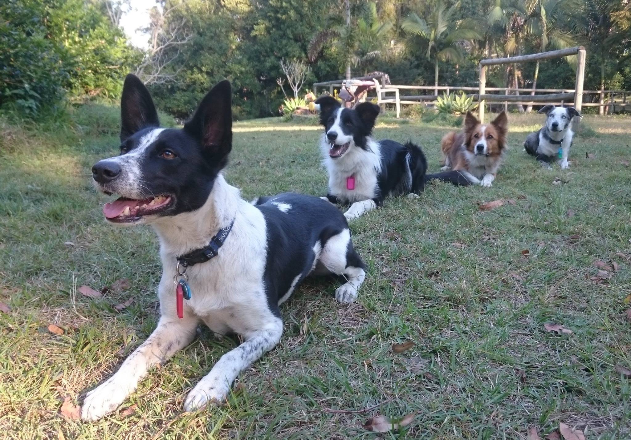 detection dogs for conservation