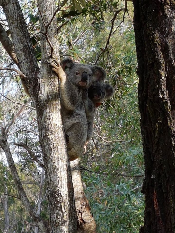 koalas