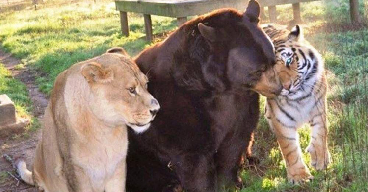 Lions, Tigers, & Bears Animal Sanctuary & Rescue