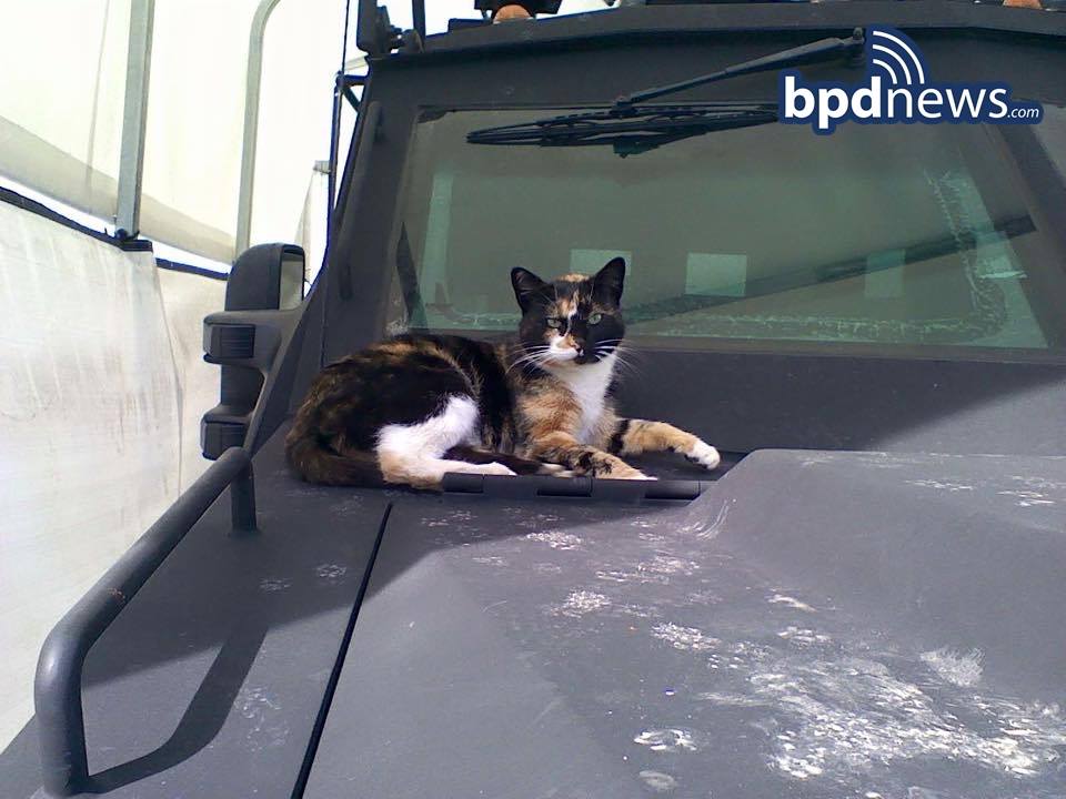 bpd swat cat