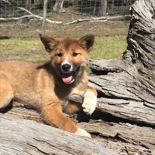 wandi the dingo