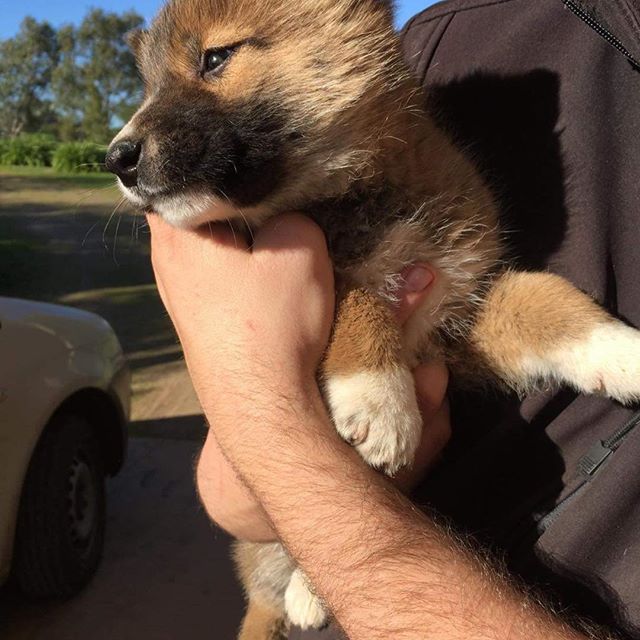 wandi the dingo