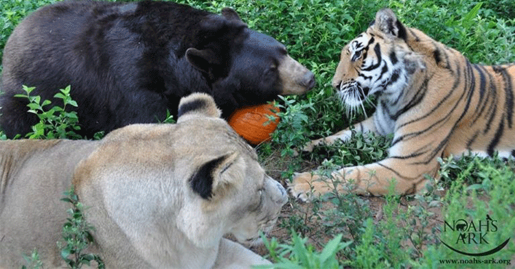 bear lion tiger