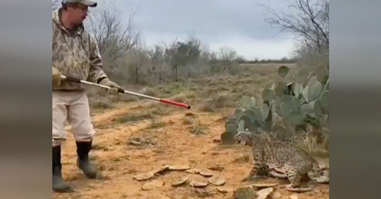 Man Rescues Bobcat After Its Foot Gets Stuck In Trap Inspiremore