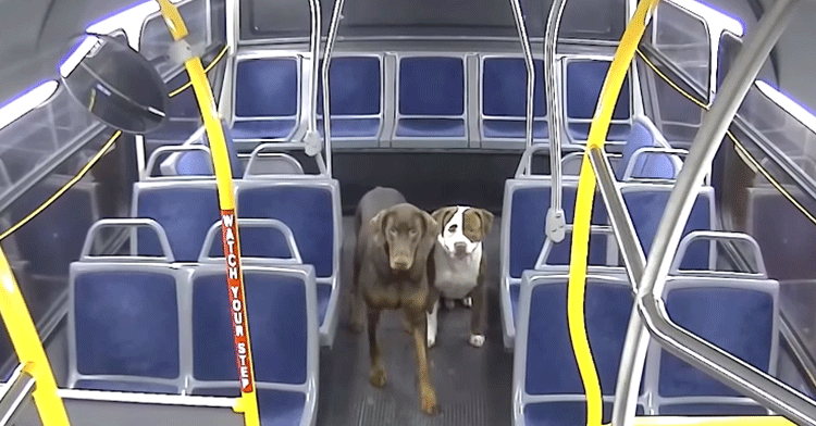 dogs on bus