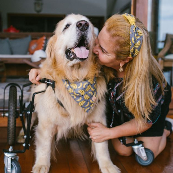 lion with owner