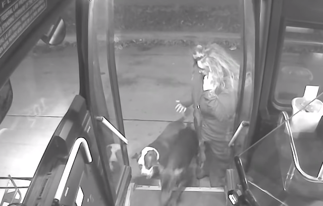lost dogs get on bus