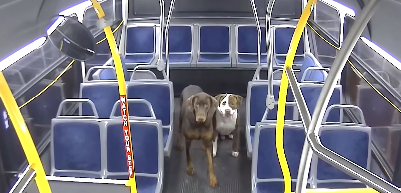 lost dogs in bus